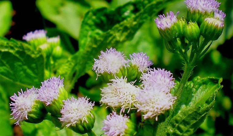 Hoa ngũ sắc là một trong những thảo dược quen thuộc trong bài thuốc trị viêm xoang