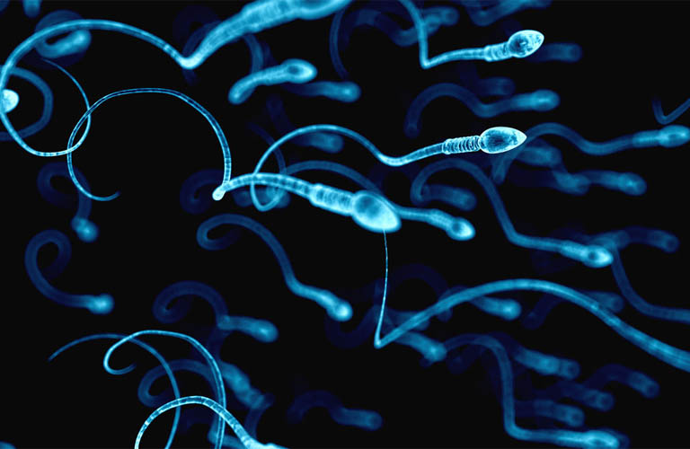 Tinh trùng được tạo ra từ ống sinh tinh ở phía bên ngoài tinh hoàn