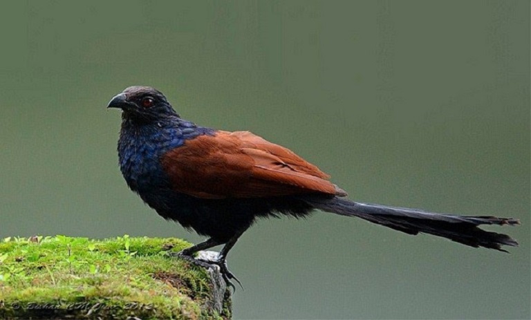Bìm bịp là loại chim hay sống trong rừng rậm