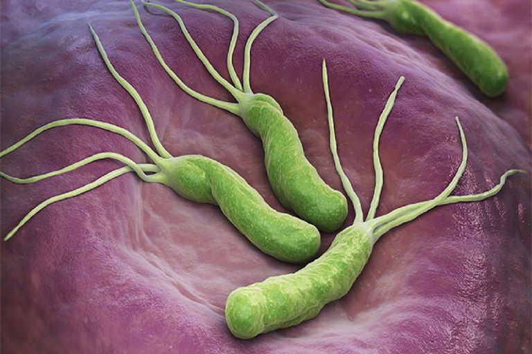 Vi khuẩn Hp có tên đầy đủ là Helicobacter pylori