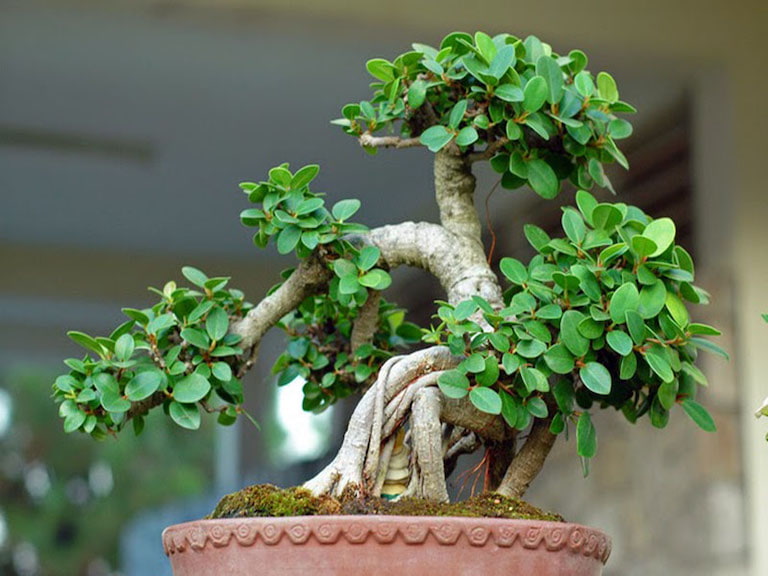 Tặng cây bonsai cho sếp nữ về hưu để giúp tô điểm cho không gian trong nhà
