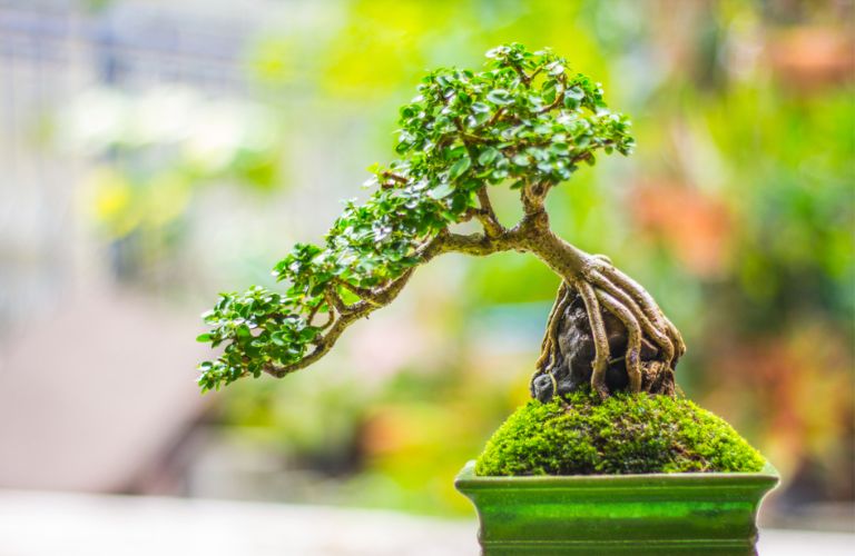 Một số loại cây được lựa chọn như bonsai, đào, mai, quất… làm quà tặng tết