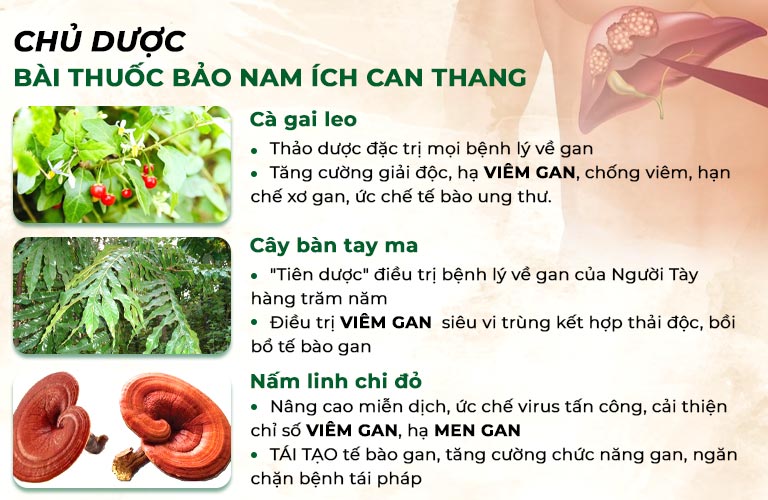 Nhóm chủ dược đặc hiệu trị bệnh gan của bài thuốc điều trị bệnh gan của Trung tâm Thuốc Dân Tộc